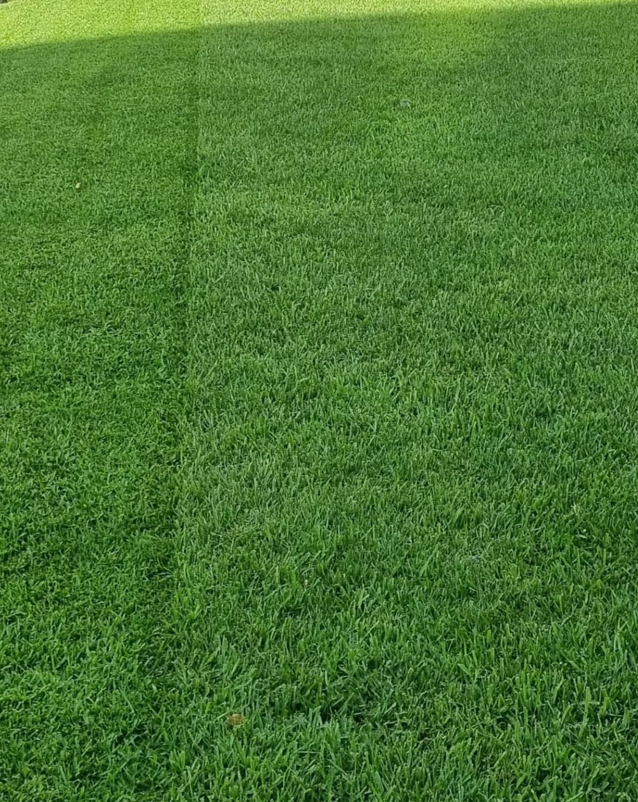 Freshly mown, healthy green lawn with clean mowing stripes