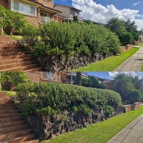 Before and after hedge trimming along a sloped front garden retaining wall